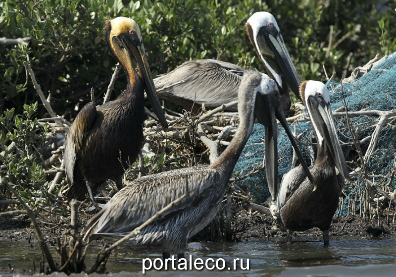 Американский бурый пеликан